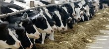 Кормление коров в транзитный период